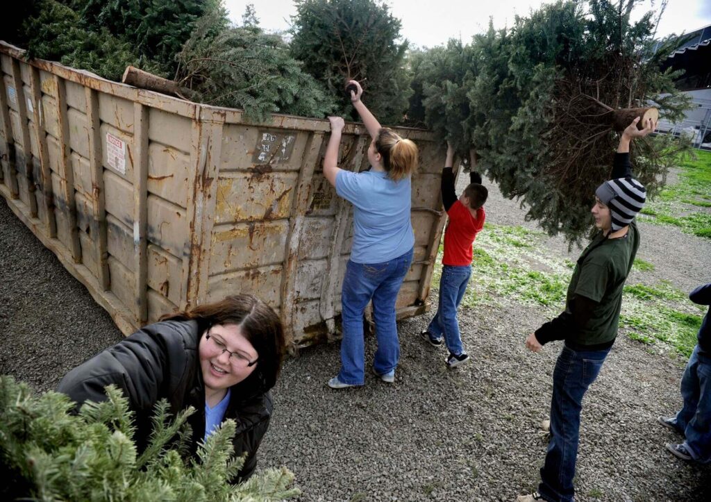 Tree Removal Dumpster Services-Colorado Dumpster Services of Loveland